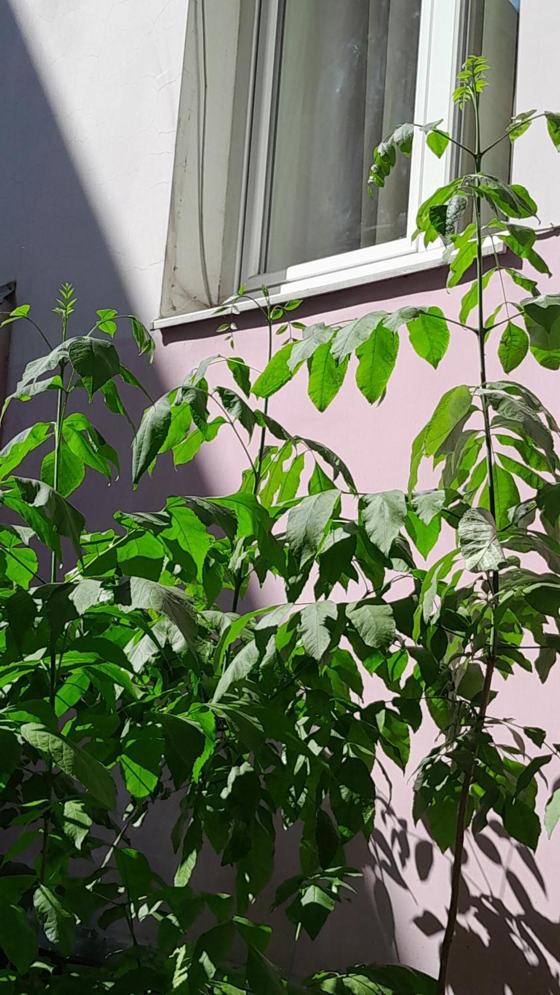 1Ком Апартаменты,Парковка,Улхорватская Lviv Exteriör bild